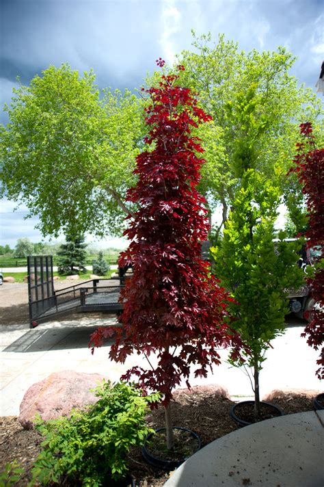 crimson sentry norway maple tree for sale